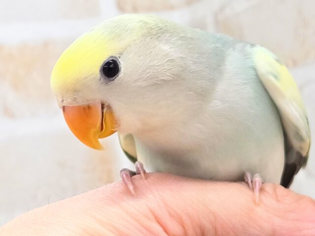 最新画像になります☆遊ぶお尻が可愛いね💙🍒 コザクラインコ(ブルーチェリーパイド) コザクラインコ(小桜インコ)