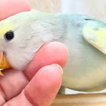 最新画像になります☆遊ぶお尻が可愛いね💙🍒　コザクラインコ（ブルーチェリーパイド）