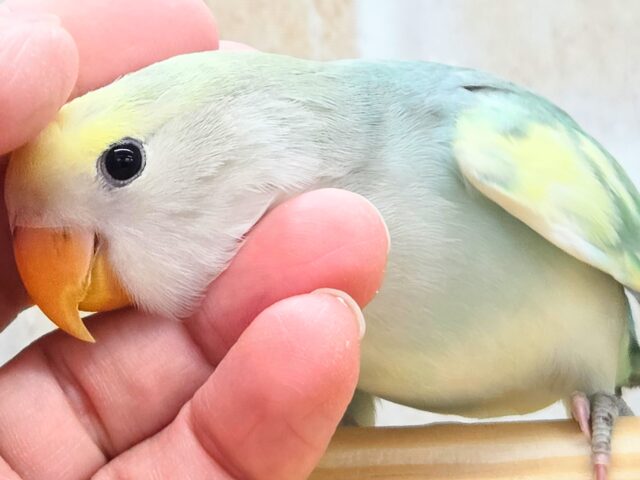 最新画像になります☆遊ぶお尻が可愛いね💙🍒 コザクラインコ(ブルーチェリーパイド) コザクラインコ(小桜インコ)