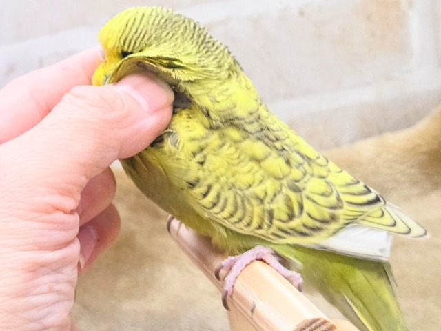 ジャンボセキセイインコ