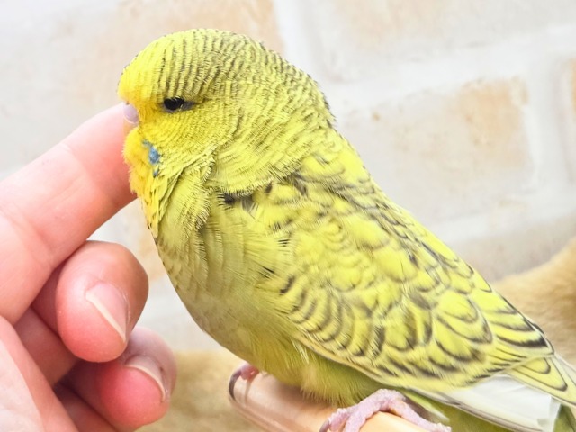 ジャンボセキセイインコ