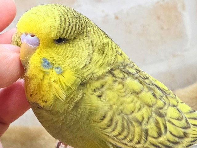 ジャンボセキセイインコ