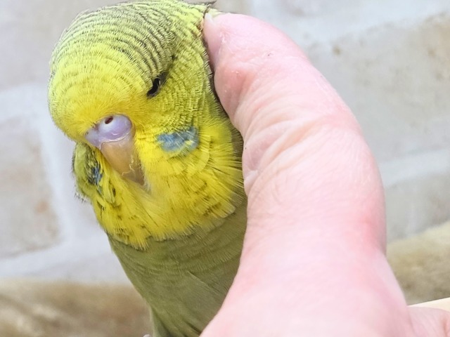 ジャンボセキセイインコ