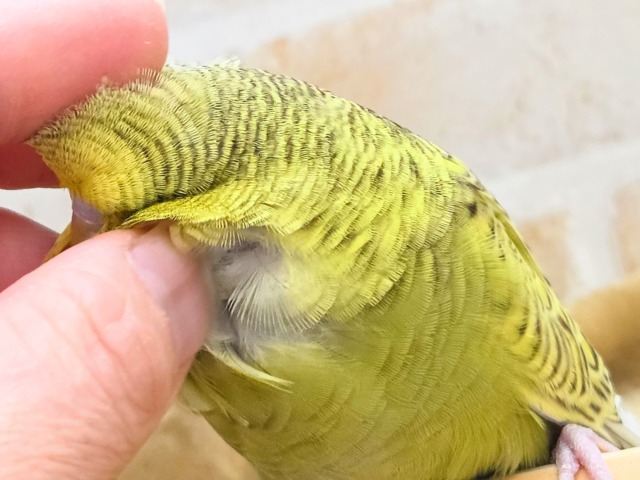 ジャンボセキセイインコ