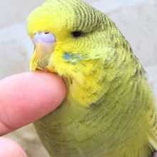 最新画像になります☆小顔マッサージ、は効きません♨　ジャンボセキセイインコ　スパングル～～