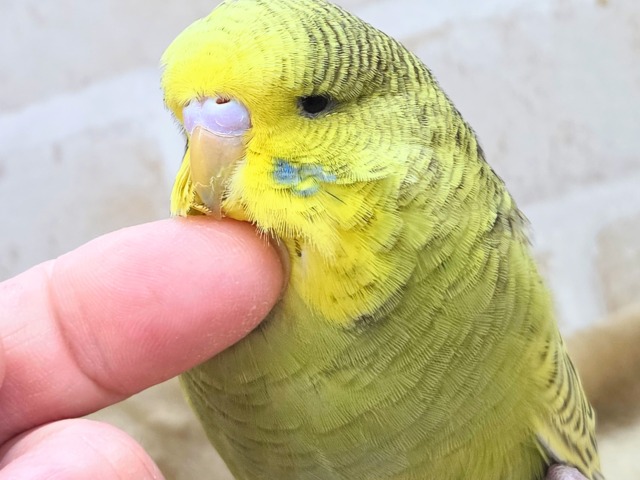 最新画像になります☆小顔マッサージ、は効きません♨　ジャンボセキセイインコ　スパングル～～