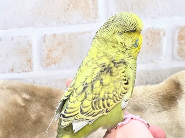 ジャンボセキセイインコ