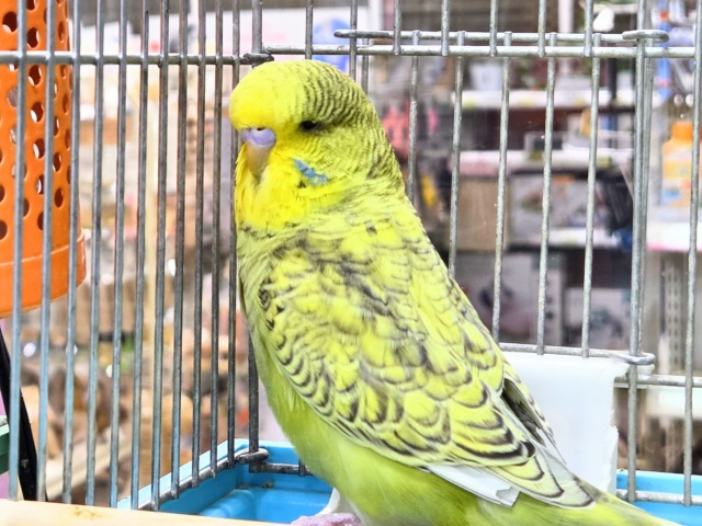 ジャンボセキセイインコ