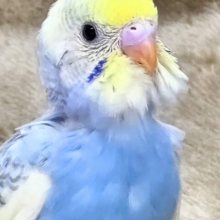 気づいたら、お迎えしてるんじゃない？？♬　セキセイインコ　パステルレインボーパイド～～