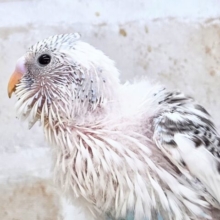 春、ハル、はる♨～～セキセイインコ　ハルクイン～～