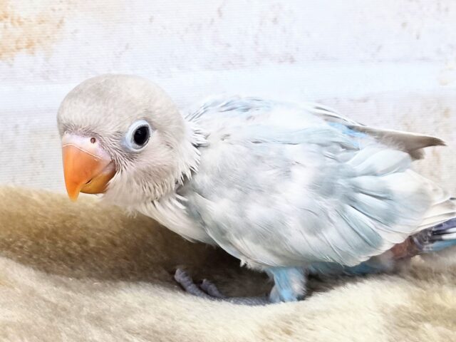 シロボタンインコ