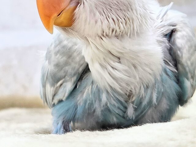 学校、お仕ごと行けなくなります。。 シロボタンインコ~~ シロボタンインコ