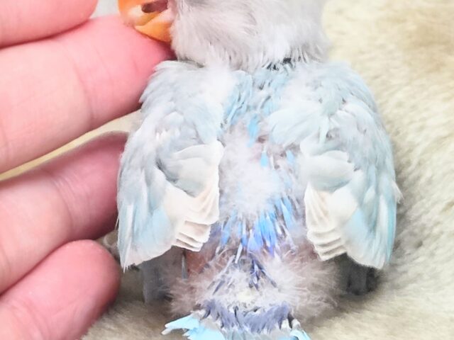 シロボタンインコ