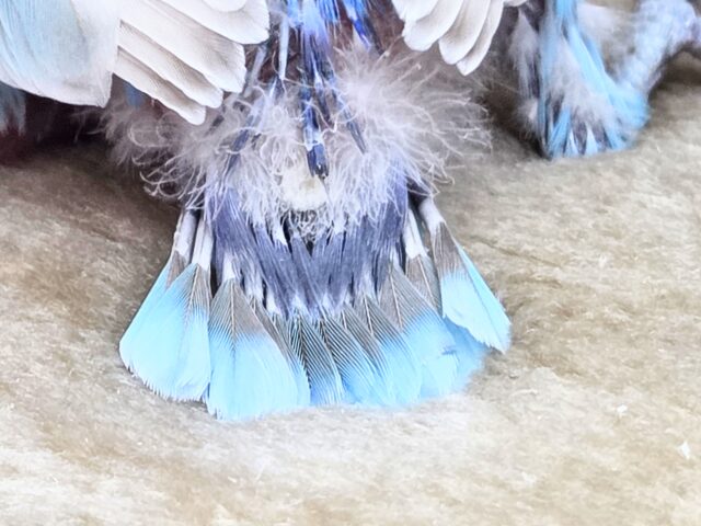 学校、お仕ごと行けなくなります。。 シロボタンインコ~~ シロボタンインコ