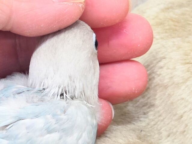シロボタンインコ