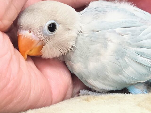 学校、お仕ごと行けなくなります。。 シロボタンインコ~~ シロボタンインコ