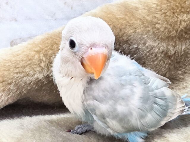 学校、お仕ごと行けなくなります。。 シロボタンインコ~~ シロボタンインコ