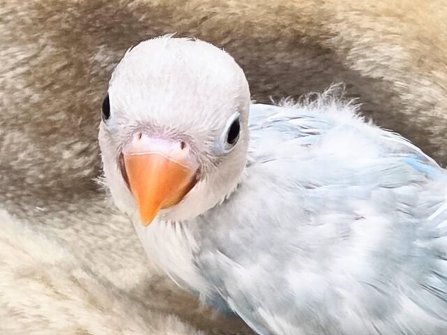 学校、お仕ごと行けなくなります。。 シロボタンインコ~~ シロボタンインコ