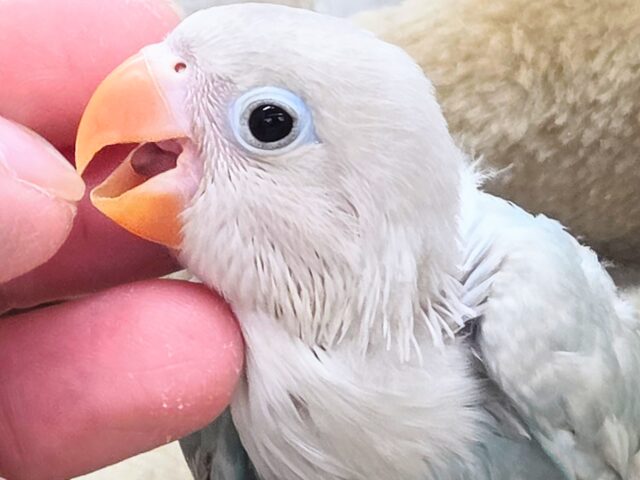 シロボタンインコ