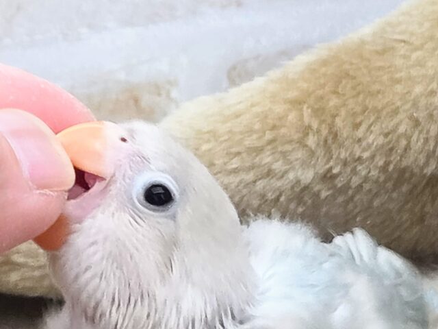 学校、お仕ごと行けなくなります。。 シロボタンインコ~~ シロボタンインコ