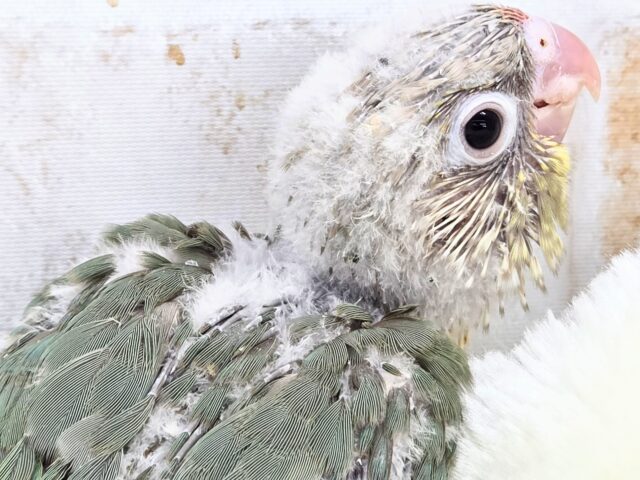 うろこスマイル発動☆彡 ウロコインコ シナモンブルー~~ ホオミドリウロコインコ