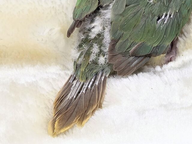 ホオミドリウロコインコ