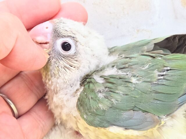 うろこスマイル発動☆彡 ウロコインコ シナモンブルー~~ ホオミドリウロコインコ