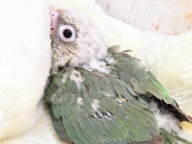 うろこスマイル発動☆彡 ウロコインコ シナモンブルー~~ ホオミドリウロコインコ