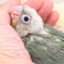 うろこスマイル発動☆彡　ウロコインコ　シナモンブルー～～