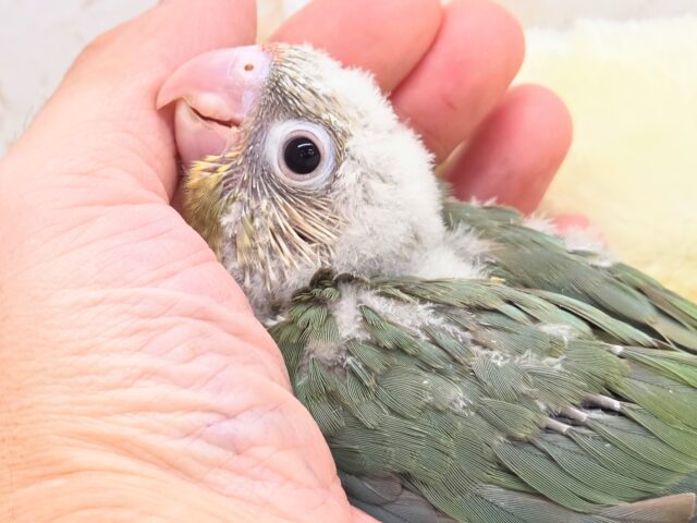 うろこスマイル発動☆彡　ウロコインコ　シナモンブルー～～
