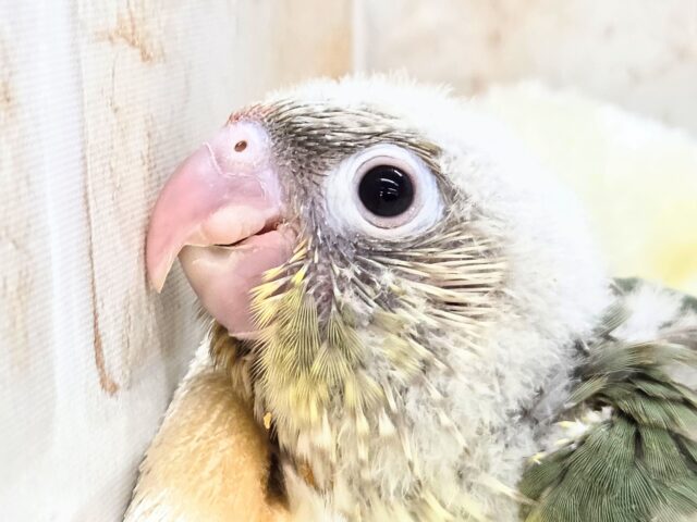 うろこスマイル発動☆彡 ウロコインコ シナモンブルー~~ ホオミドリウロコインコ