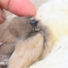 手にそそっと。。寄り添うジャンボキンカチョウ～～