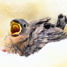 ぶんちょうライフ、いいですよ～～♨　桜文鳥～～