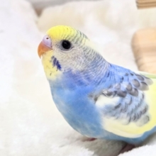 最新画像になります☆気づいたら、お迎えしてるんじゃない？？♬　セキセイインコ　パステルレインボーパイド～～
