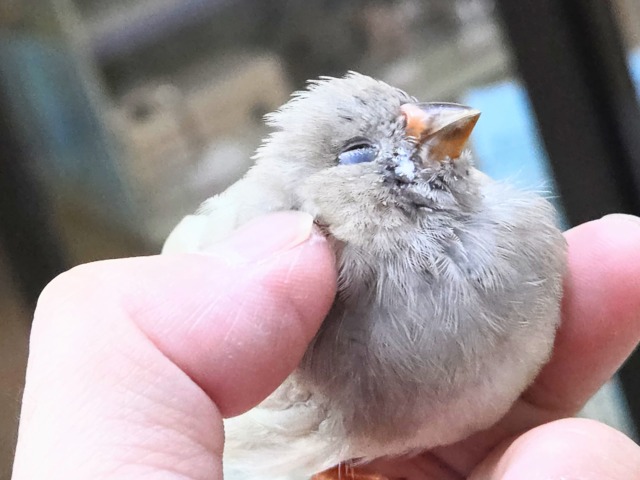 ジャンボキンカチョウ