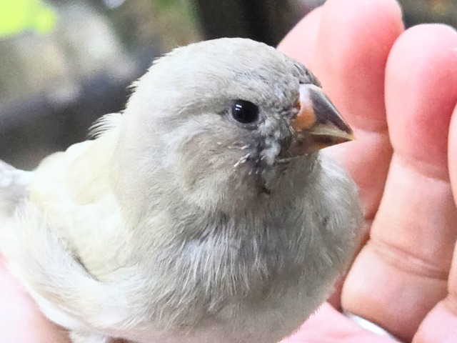 ジャンボキンカチョウ