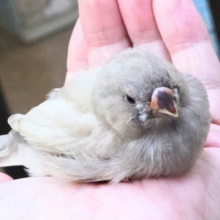 最新画像になります☆可愛いがｶﾀﾏﾘ♬♪〜ぷっくぷくジャンボキンカチョウ～～