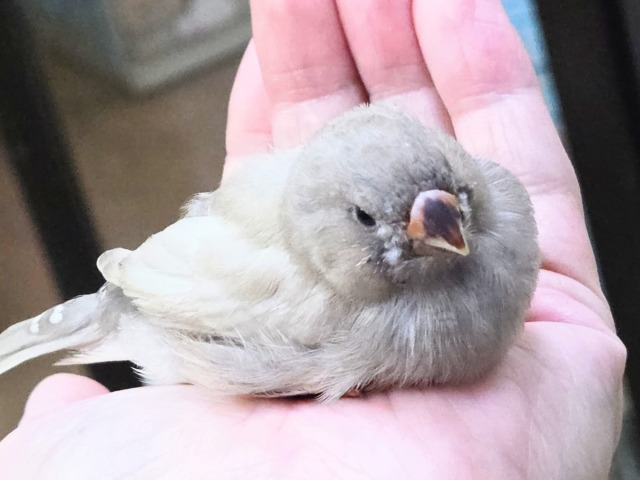 最新画像になります☆可愛いがｶﾀﾏﾘ♬♪〜ぷっくぷくジャンボキンカチョウ～～