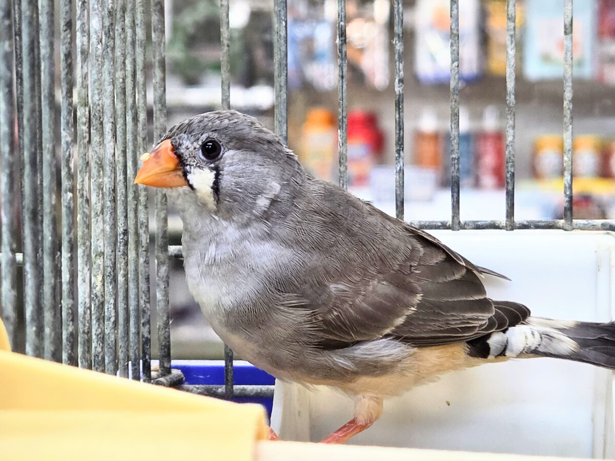 錦花鳥（キンカチョウ）