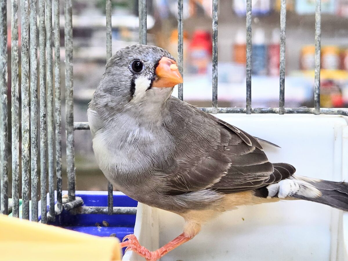 錦花鳥（キンカチョウ）