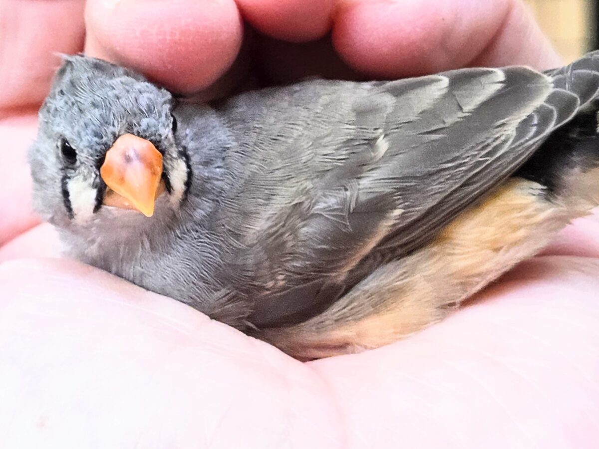 最新画像になります☆ちょこりん💕　キンカチョウ（ノーマル）