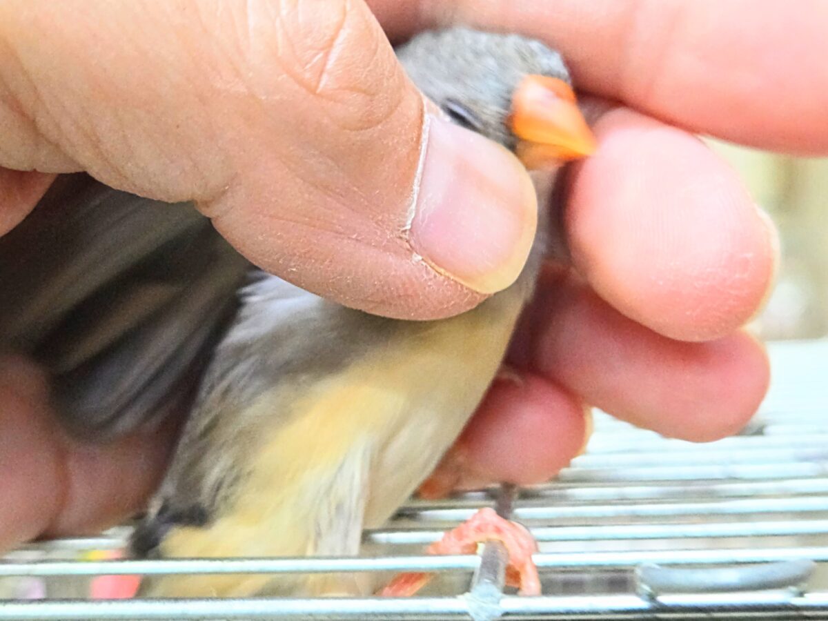 錦花鳥（キンカチョウ）