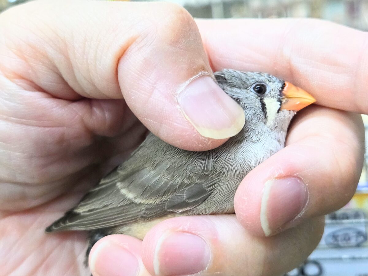 錦花鳥（キンカチョウ）