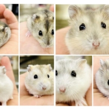 テチテチ迷子になったら大変！？　ドワーフハムスター