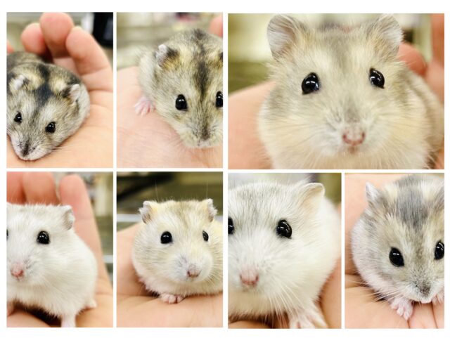 テチテチ迷子になったら大変！？　ドワーフハムスター