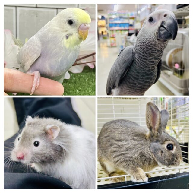 ３月２０、２１、２２の３連休限定！！