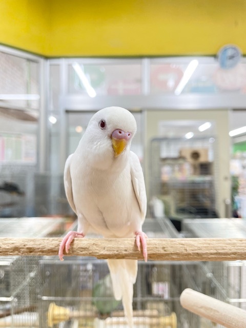 真っ白ボディに赤目が魅力的💗💗💗　セキセイインコ（アルビノ）