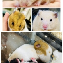 もっちもちビックボディ集団！？　ゴールデン系ハムスター