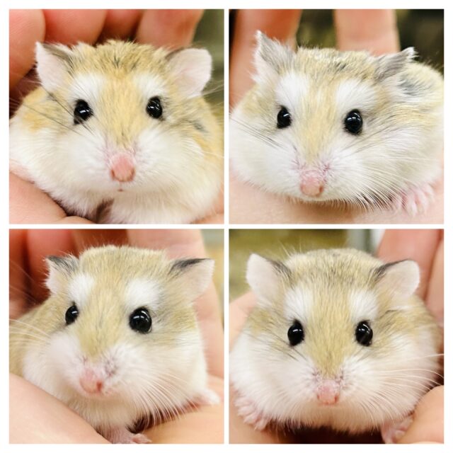 僕たち！私たちロボロ軍団です！！　ロボロフスキーハムスター