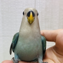 最新画像有ります☀️まん丸おめめが輝いてます✨✨コザクラインコのブルーチェリー🫐
